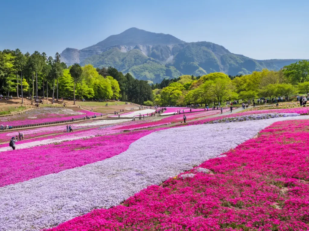 芝桜の丘(羊山公園) | 1名から5名以上、9人まで乗れるジャンボタクシー・ワゴンタクシーで東京・埼玉から日本全国や空港まで高齢者にも優しい